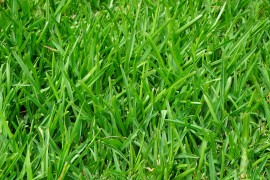 Perennial-Ryegrass-